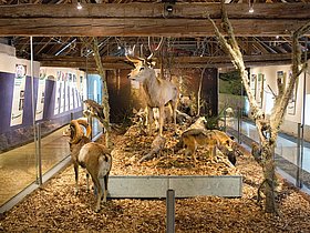 Das Foto zeigt die Ausstellung Wohnzimmer Natur in Friesach. In der Mitte sehen wir einen prächtigen Hirsch. im Vordergrund ein Muflon, ein Wolf, ein Adler und im Hintergrund sehen wir noch weitere Tiere unter anderem einen Bären.