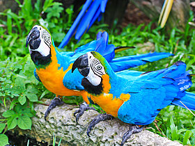 Das Foto zeigt ein Papageienpärchen im Vogelpark Turnersee. Diese sitzen auf einem Stamm, im Hintergrund grünes Gras und die Schwanzfedern eines weiteren Papagei.